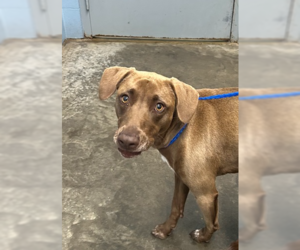 Labrador Retriever-Unknown Mix Dogs for adoption in Evansville, IN, USA