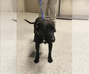 American Pit Bull Terrier-Unknown Mix Dogs for adoption in Conroe, TX, USA