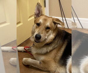 German Shepherd Dog-Unknown Mix Dogs for adoption in Bolivar, MO, USA