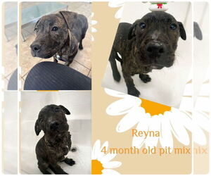 American Pit Bull Terrier-Unknown Mix Dogs for adoption in Jacksonville, NC, USA