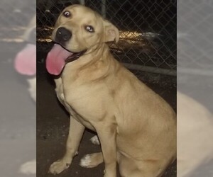 Labrador Retriever Dogs for adoption in Savannah, MO, USA