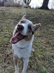 Australian Shepherd Dogs for adoption in Kettering, OH, USA