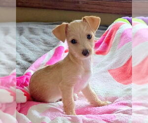 Chihuahua-Unknown Mix Dogs for adoption in Genesee, WI, USA