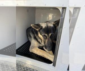 German Shepherd Dog Dogs for adoption in Palmetto, FL, USA