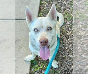 Siberian Husky Dogs for adoption in Sacramento, CA, USA