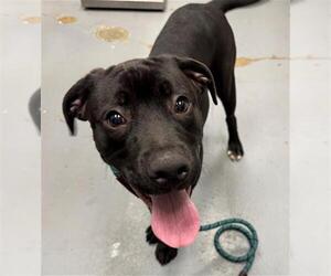 Labrador Retriever-Unknown Mix Dogs for adoption in Peoria, IL, USA