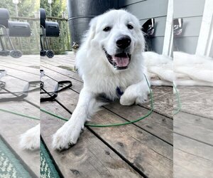 Great Pyrenees Dogs for adoption in Grafton, WI, USA