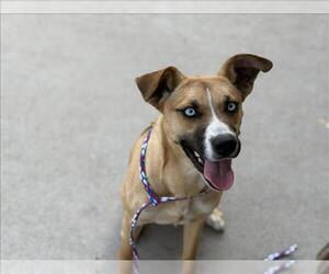 Basenji-Unknown Mix Dogs for adoption in Tulsa, OK, USA
