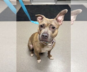 Mutt Dogs for adoption in La Porte, IN, USA