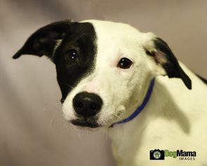 Borador Dogs for adoption in Cokato, MN, USA