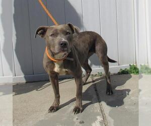 American Pit Bull Terrier Dogs for adoption in Louisville, KY, USA