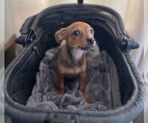 Chihuahua-Unknown Mix Dogs for adoption in Visalia, CA, USA