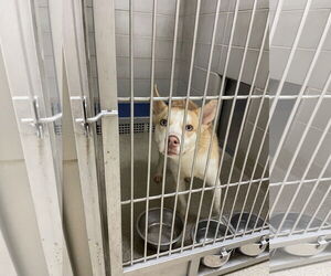 American Pit Bull Terrier-Huskies Mix Dogs for adoption in Virginia Beach, VA, USA