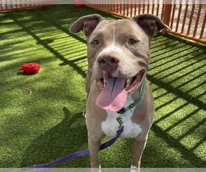 American Pit Bull Terrier-Unknown Mix Dogs for adoption in Las Vegas, NV, USA