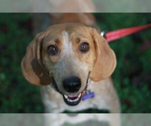 English Coonhound Dogs for adoption in Cookeville, TN, USA