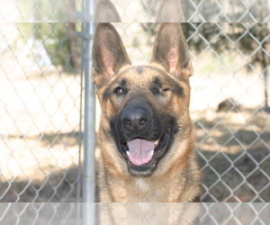 Medium Photo #1 German Shepherd Dog Puppy For Sale in West Hollywood, CA, USA