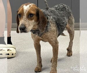 Beagle-Unknown Mix Dogs for adoption in Washington, DC, USA