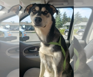 Alaskan Husky-Irish Setter Mix Dogs for adoption in Juneau, AK, USA