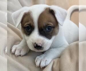 Labrador Retriever-Unknown Mix Dogs for adoption in San Diego, CA, USA