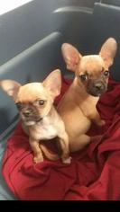 Chug Dogs for adoption in Woodbridge, VA, USA