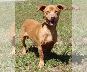 Dachshund-Unknown Mix Dogs for adoption in Prattville, AL, USA