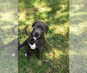 Labrador Retriever-Unknown Mix Dogs for adoption in Alexandria, VA, USA