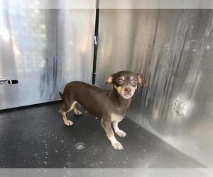 Chihuahua-Unknown Mix Dogs for adoption in San Antonio, TX, USA