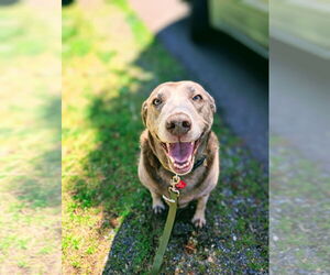 Labrador Retriever-Unknown Mix Dogs for adoption in Bellingham, WA, USA