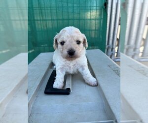 Maltese-Poodle (Toy) Mix Dogs for adoption in Norco, CA, USA