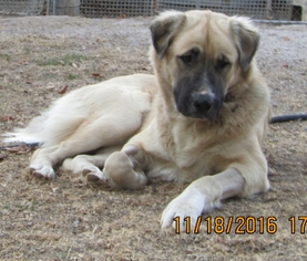Medium Photo #1 Anatolian Shepherd-Unknown Mix Puppy For Sale in Rutledge, TN, USA
