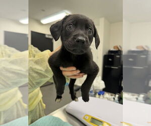 Mutt Dogs for adoption in Elmsford, NY, USA