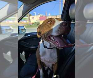 Mutt Dogs for adoption in Louisville, KY, USA