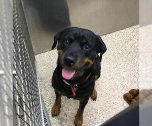 Rottweiler Dogs for adoption in Martinsburg, WV, USA