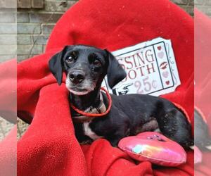 Dachshund-Unknown Mix Dogs for adoption in Missouri City, TX, USA