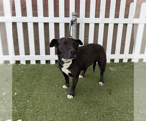 American Pit Bull Terrier-Unknown Mix Dogs for adoption in Modesto, CA, USA