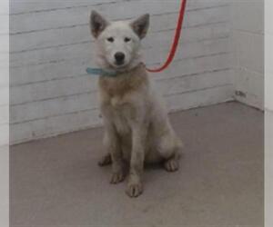 Siberian Husky Dogs for adoption in San Bernardino, CA, USA