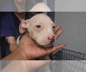 American Pit Bull Terrier-Unknown Mix Dogs for adoption in Augusta, GA, USA