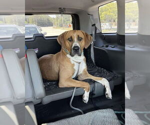 Great Dane-Labrador Retriever Mix Dogs for adoption in Brewster, NY, USA