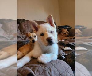 Australian Shepherd-Siberian Husky-Unknown Mix Dogs for adoption in Glendale , AZ, USA