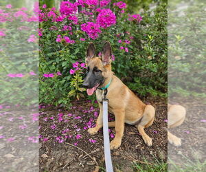 Mutt Dogs for adoption in Imlay City, MI, USA