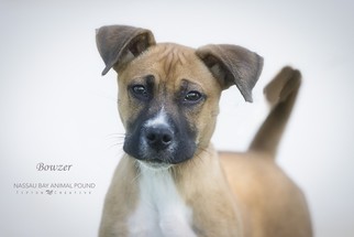 Boxer-Unknown Mix Dogs for adoption in Nassau bay, TX, USA