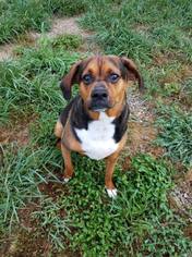 Bogle Dogs for adoption in Bardstown, KY, USA