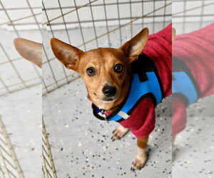 Rat-Cha Dogs for adoption in Wakefield, RI, USA