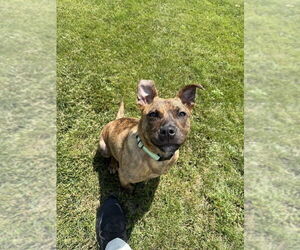 American Pit Bull Terrier-Staffordshire Bull Terrier Mix Dogs for adoption in Shermans Dale, PA, USA