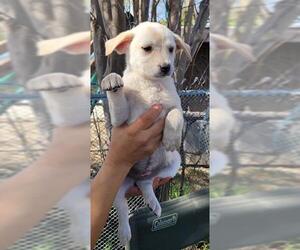 Mutt Dogs for adoption in San Antonio, TX, USA