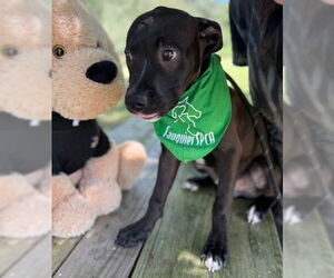 American Pit Bull Terrier Dogs for adoption in Warrenton, VA, USA