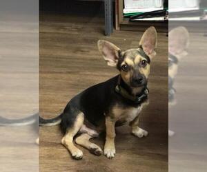 Chi-Corgi Dogs for adoption in Longview, TX, USA