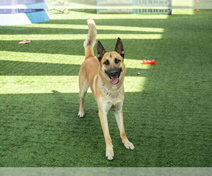 Mutt Dogs for adoption in Pasadena, CA, USA