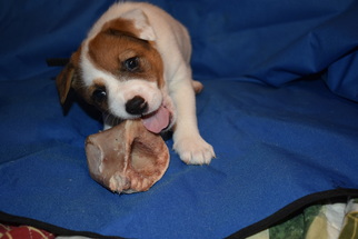 Medium Photo #1 Mutt Puppy For Sale in Rancho Santa Margarita, CA, USA