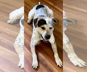 English Coonhound-Pointer Mix Dogs for adoption in Okolona, MS, USA
